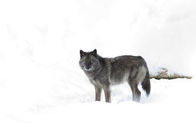 Naklejka premium Black wolf isolated on a white background in the winter snow in Canada