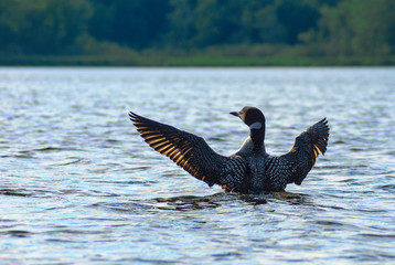 Minnesota State Bird the Common Loon  Immer gavia swims in a lake