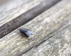 fly on top a wood