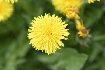 flower of dandelion