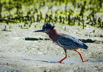 Green Heron (Butorides virescens) at Newport Backbay wildlife preserve