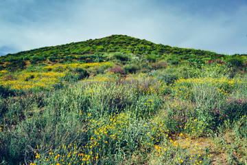 Fototapeta na wymiar Southern California hills during the Wildflower Superbloom at Walker Canyon