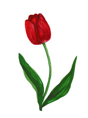 Red tulip watercolor