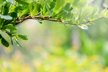 Green leaf nature background.