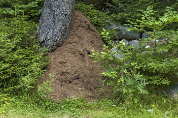 Forest with mixed trees and anthill or formicary in Rila mountain, Bulgaria