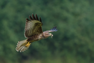 Flight over the meadow with a frog in the beak / Common Buzzard