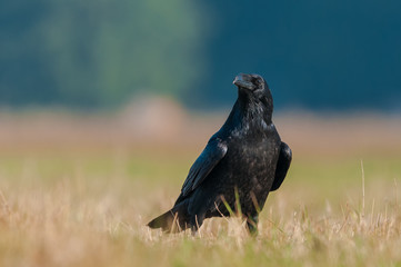 on the meadow in the sun / Common Raven