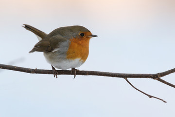  European robin on a brunch