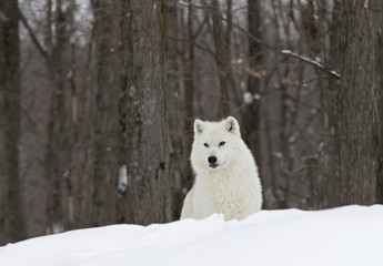 Naklejka premium Arctic wolf (Canis lupus arctos) standing on a snow covered rocky cliff in winter in Canada 