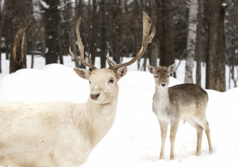 Naklejka na ściany i meble Fallow deer in winter snow looking at camera in Canada