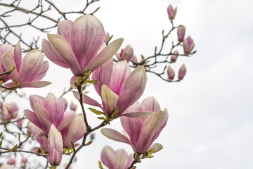 Magnolia flower background