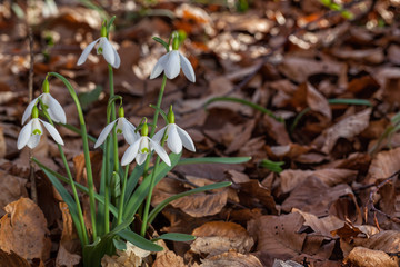 Snowdrops in forest 