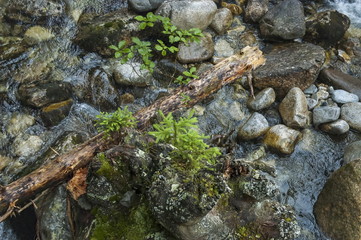 Motion blurred water stream with old trunk and young tree in the green forest, Rila mountain, Bulgaria