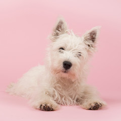 West Highland White Terrier puppy