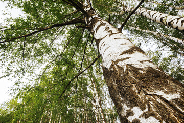 Fototapeta premium summer in sunny birch forest