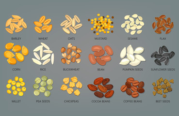 Food seeds and grains, beans of coffee and cocoa - obrazy, fototapety, plakaty