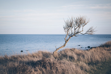 single gnarled warped tree on high coast cliff surrounded by marram grass with blue sea and rocks...