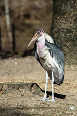 Marabu - Leptoptilos crumeniferus