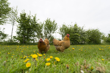 Chickens in grass