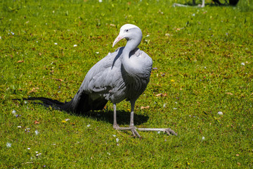 Paradieskranich - Anthropoides paradisea