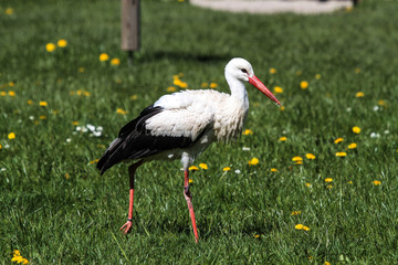 Weißstorch - Ciconia ciconia