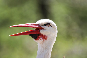 Weißstorch - Ciconia ciconia