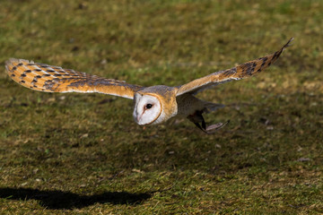 Eule im Flug