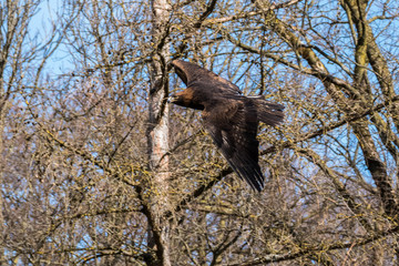 Steinadler - Aquila chrysaetos