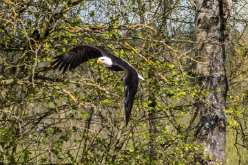 Weißkopfseeadler - Haliaeetus leucocephalus