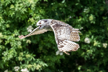 Uhu - Bubo bubo