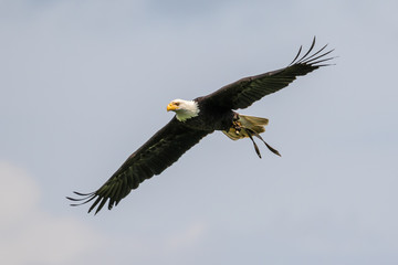 Weißkopfseeadler - Haliaeetus leucocephalus