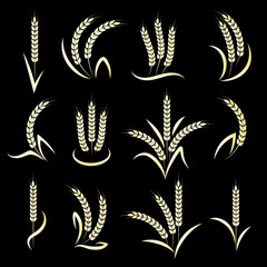 Golden wheat or barley ears branch on black background. Vector illustration