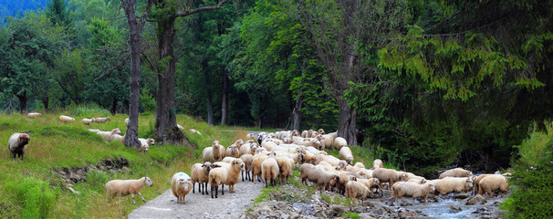 Przeprawa Owiec Przez Potok - Pieniny - Polska  © Wojciech Lisiński