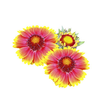 pink yellow flowers isolated white background clip art preview