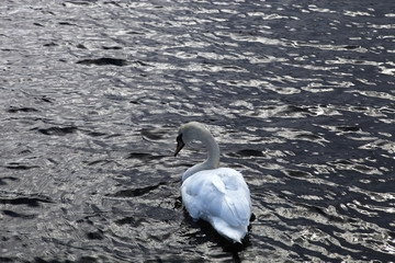 a swan in a cold fjord in norway