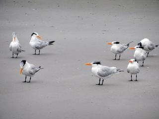 Sand Pipers Standing on Sand