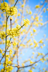yellow flowers bloom on blue-yellow background