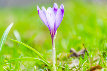 The field with crocuses in the wild nature