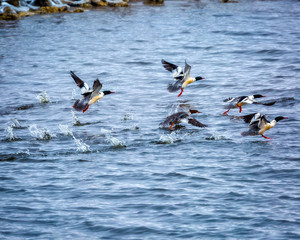 Common Mergansers