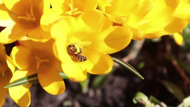 Bee collects nectar and flies. Yellow blooming crocuses in light breeze. Sunny day.