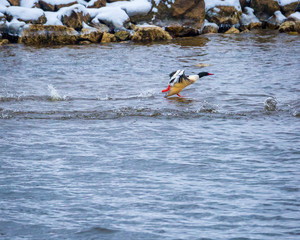 Common Merganser