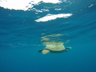 Green Turtle at Honolulu, Hawaii