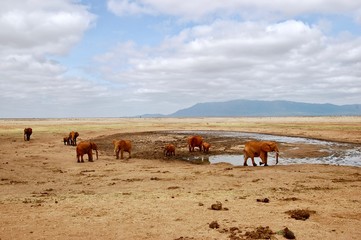 Fototapeta na wymiar Elephants near mountain