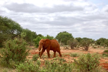 Fototapeta na wymiar Elephant near the forest