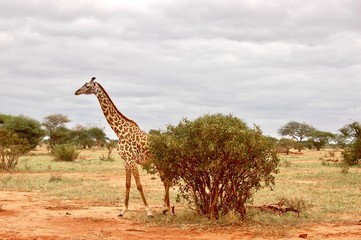 Giraffe