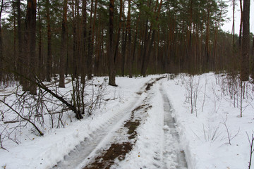 Forest road and trail melted away in the winter forest