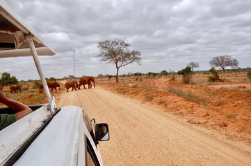 Elephants on the road in Kenya