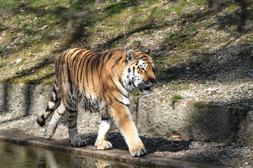 Plakat Tiger - Panthera tigris