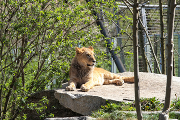 Löwe - Panthera leo