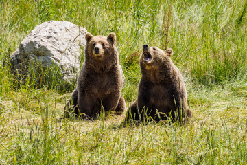 Fototapeta premium Braunbär - Ursus arctos